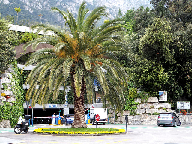 Limone. Wochenmarkt. ©UdoSm