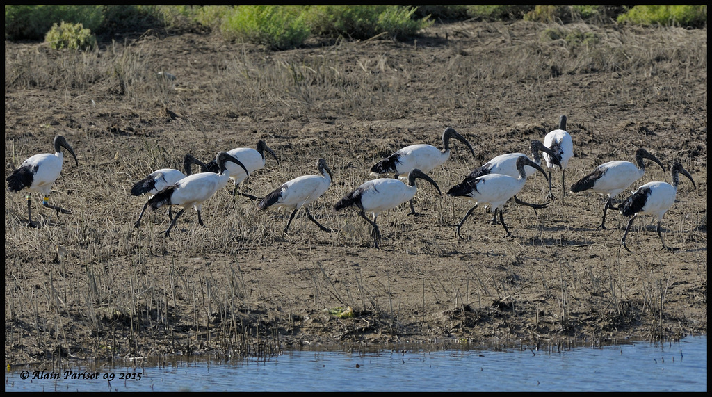 Ibis sacré DSC2668