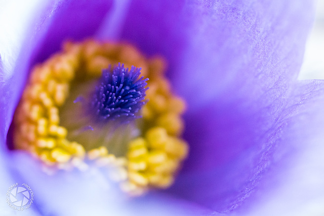 Pulsatilla vulgaris