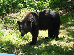 Black Bear - full frame