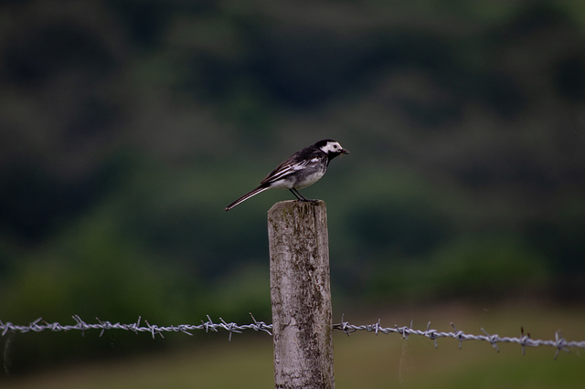 Pied Wagtail with food for young
