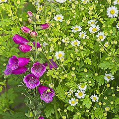 Foxgloves and Feverfew