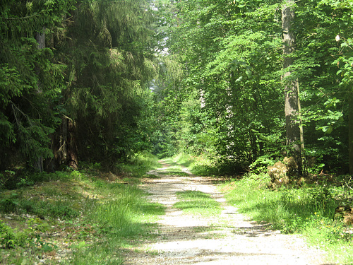 der Traumpfad