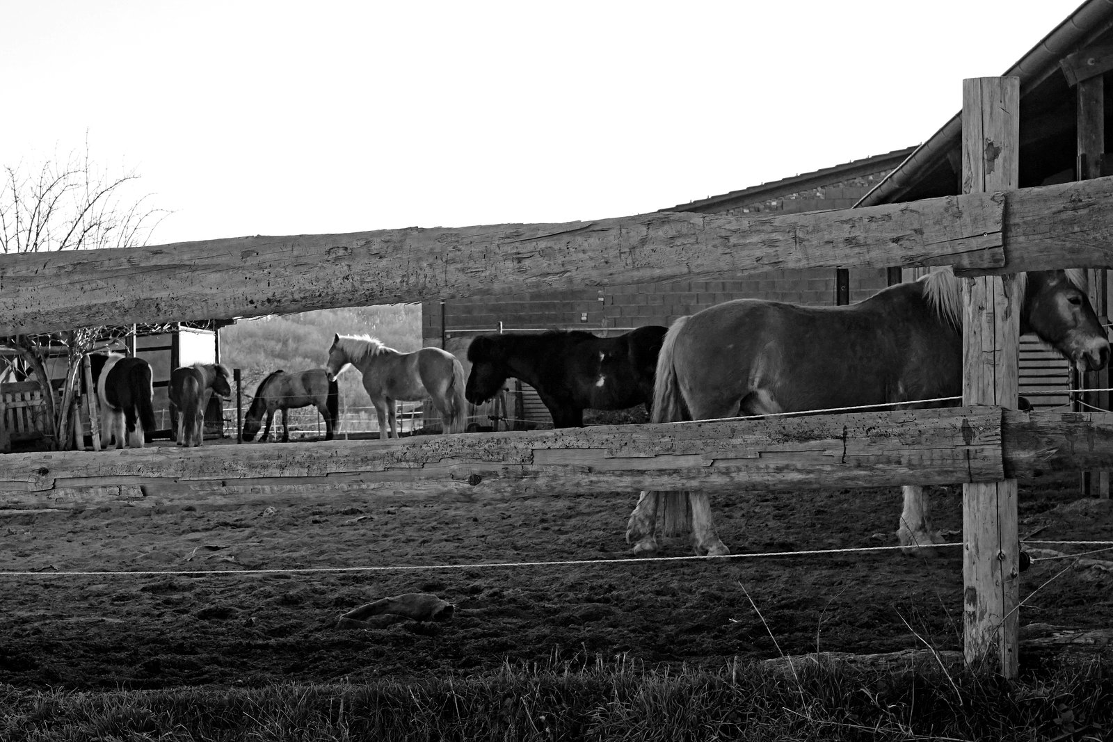 Warten auf die Abendfütterung - Waiting for the evening feeding - HFF