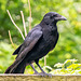 Crow