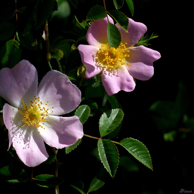 Rose d'églantier