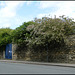 remaining infirmary wall