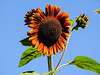 20220922 1729CPw [D~LIP] Sonnenblume (Helianthus annuus), Bad Salzuflen