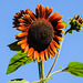 20220922 1729CPw [D~LIP] Sonnenblume (Helianthus annuus), Bad Salzuflen