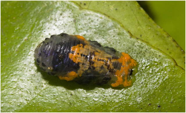 IMG 9626 Hoverfly larva