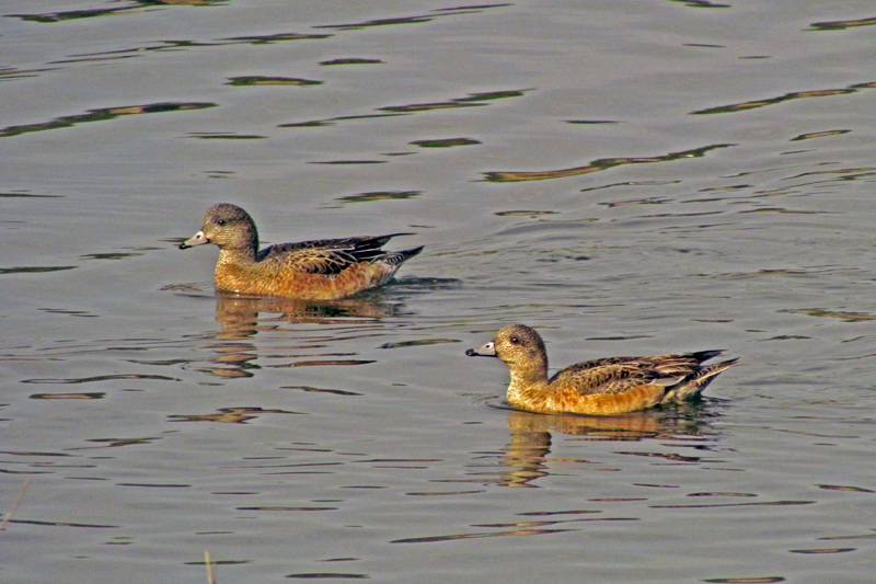 American Widgeons (Female)