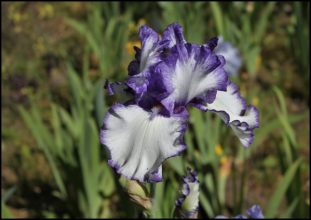 Iris Classic Look (1)