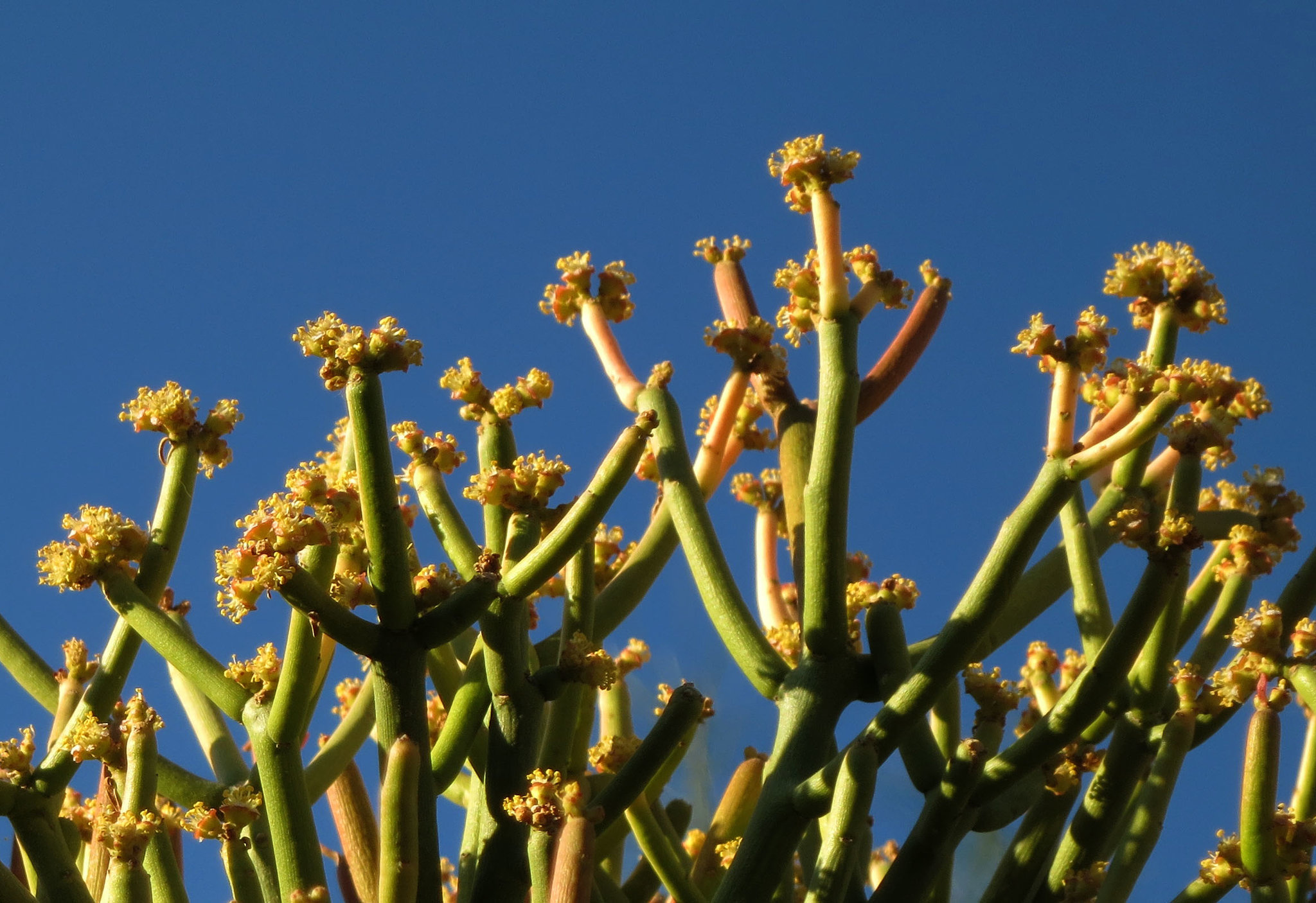 Pencil Plant Flowers (2698)