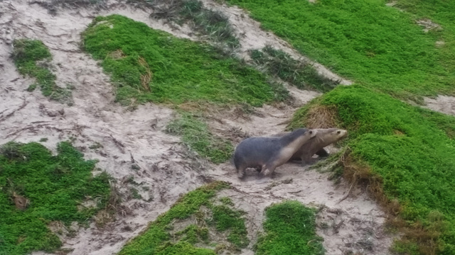 sea lions!