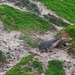 sea lions!