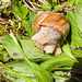 130505 Toleure escargot