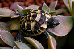 Testudo hermanii