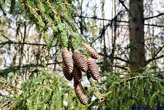 Spruce cones