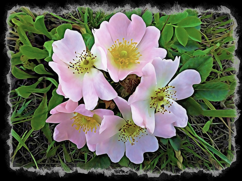 Dog-rose Cluster   /   June 2019