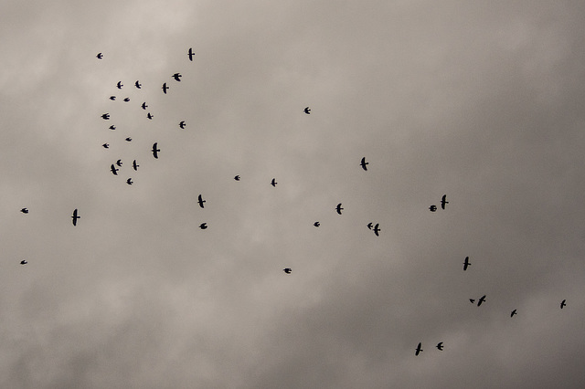 Jackdaws and Rooks in high winds
