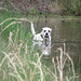 Branco in the pond