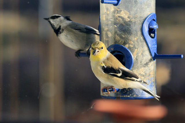 Goldfinch and Chickadee