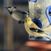 Goldfinch and Chickadee