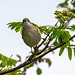 Whitethroat