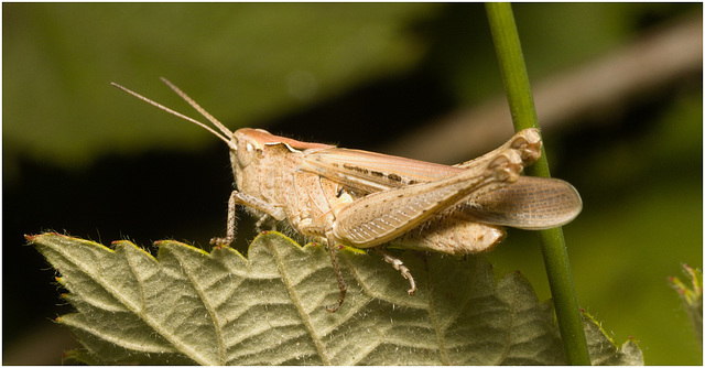 IMG 9909 Grasshopper