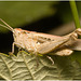 IMG 9909 Grasshopper