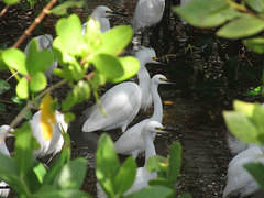 Feb 7, 2016.Snowy Egret (Heron)jpeg