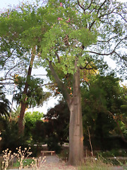 Valencia: Jardín botánico, 40