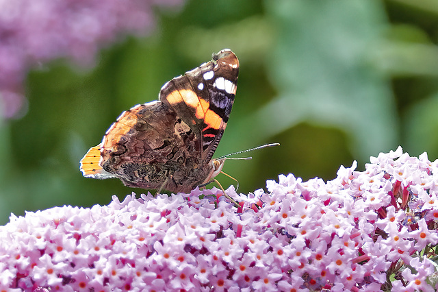 Red Admiral - Vanessa atalanta