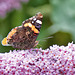 Red Admiral - Vanessa atalanta