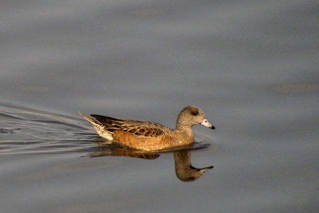 American Widgeon