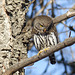 Northern Pygmy-owl from January