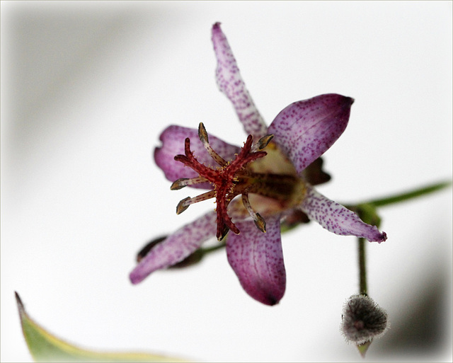 Tricyrtis