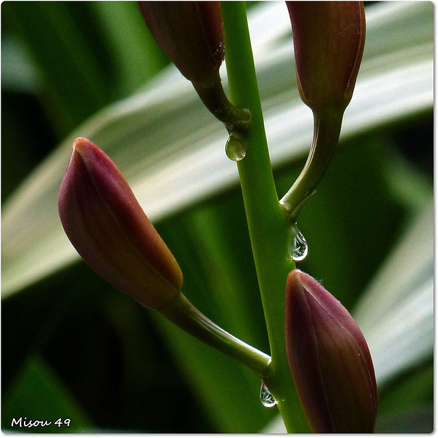 Mon jardin