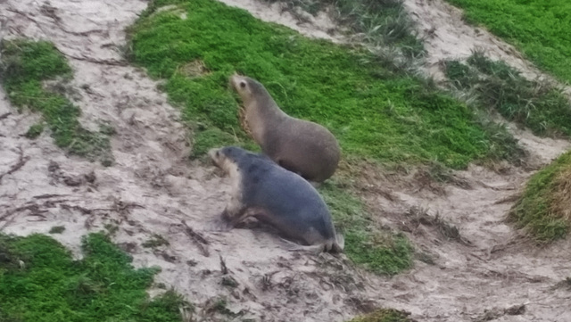 sea lions!