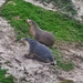 sea lions!