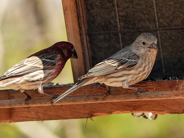 Day 2, House Finches, Rondeau PP