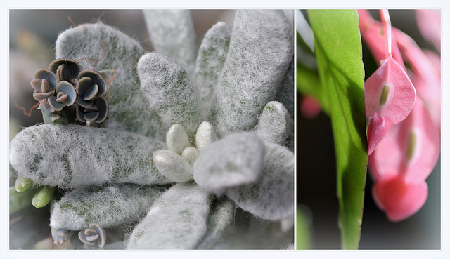 plantes câlines pour Pam !!