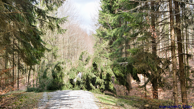 Strong winds snap spruce tree
