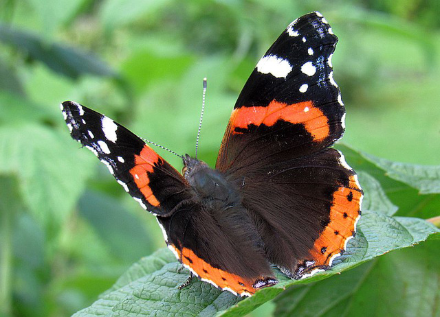 Admiral papilio