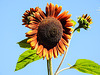 20220922 1730CPw [D~LIP] Sonnenblume (Helianthus annuus), Bad Salzuflen