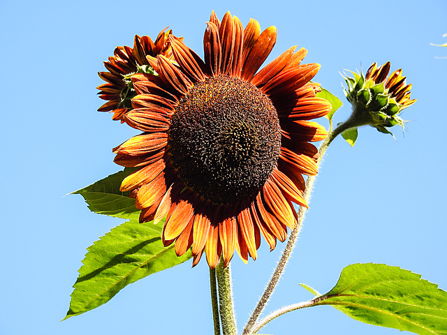 20220922 1730CPw [D~LIP] Sonnenblume (Helianthus annuus), Bad Salzuflen
