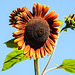 20220922 1730CPw [D~LIP] Sonnenblume (Helianthus annuus), Bad Salzuflen