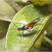 IMG 9639 Assasin bug