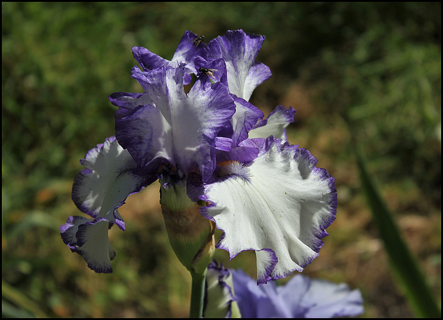 Iris Classic Look (2)