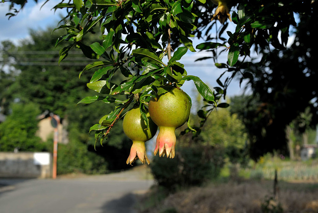 Pomegranate still young